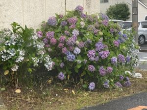 ６月の花といえば…？☆中川・港店☆